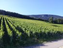 vignoble Bonvillars 2